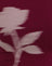 Burgundy Blurred Rose
