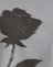  Grey with Blurred Rose Print