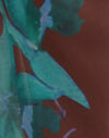  Brown with Blue Desert Rose