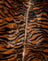 Tiger Brown