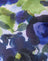  Abstract Watercolour Blue