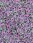 Lilac Blossom