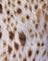 Sand Leopard