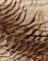  Tiger Brown