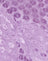 Satin Ditsy Rose Lavender