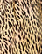 Mini Tiger Brown