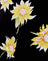Sunny Days Black