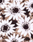 DyedDaisy