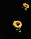 Ditsy Sunflower