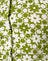 Patchwork Daisy Green