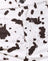 Mini Cow Black and White